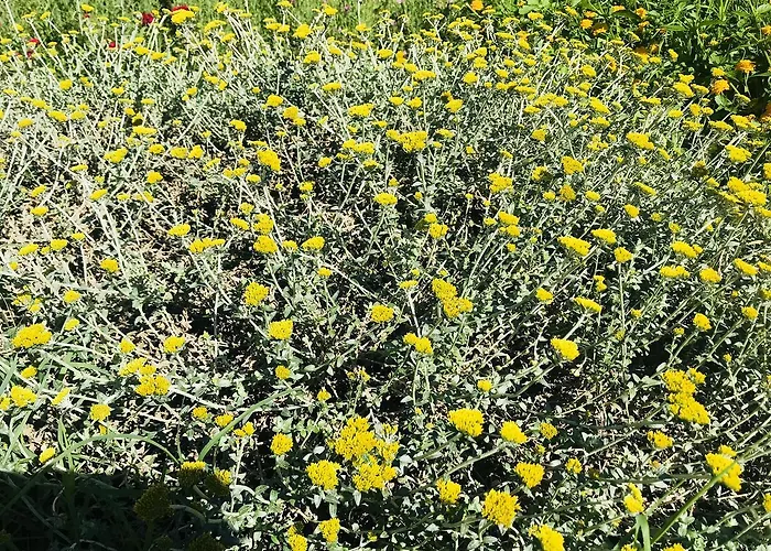 Park & מלון דירות 4*